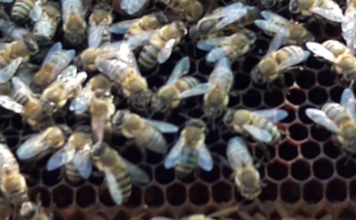 Arıların Özellikleri İngilizce