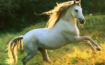 ingilizce atın özellikleri