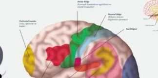 Beynin Yapısı Ve Bölümleri