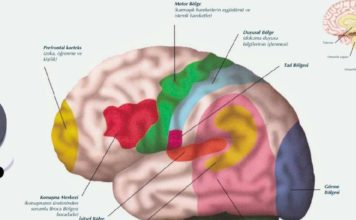 Beynin Yapısı Ve Bölümleri