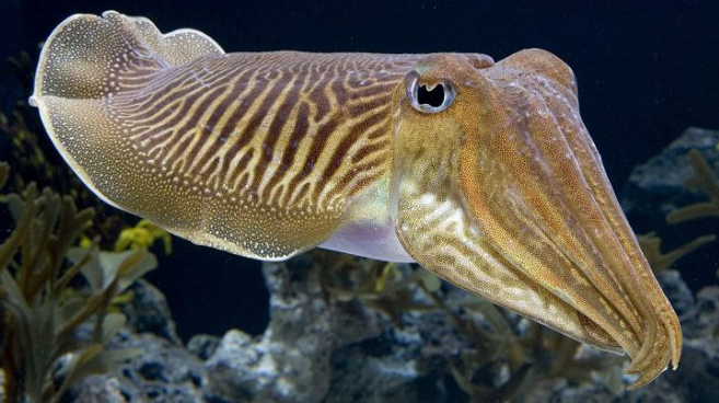 cuttlefish nedir