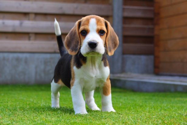 Beagle köpek cinsi