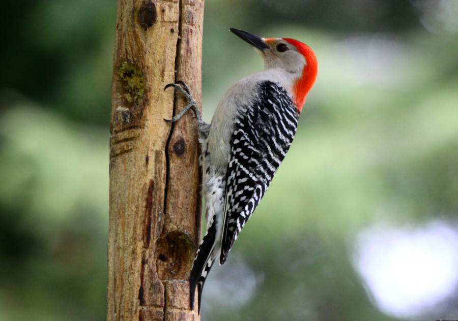 природа животные птицы дятел деревья nature animals birds woodpecker trees бесплатно