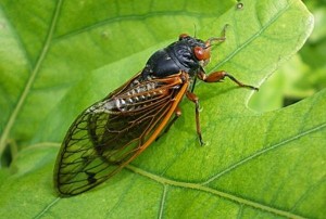 ağustos böceği hakkında bilgi