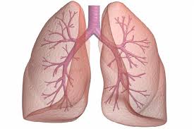 akciğerin yapısı ve görevleri