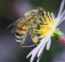 Bal nedir Nasıl oluşur Arılar nasıl bal yapar