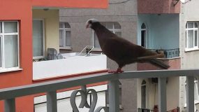 balkon kuş