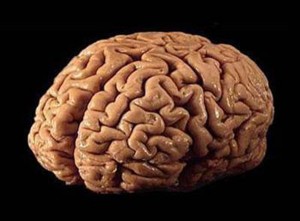 beynin dış görünüşü neye benzer