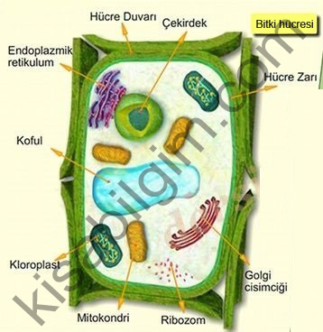 bitki hücresinin temel kısımları
