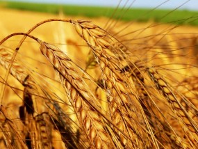 buğdayın yetişme koşulları