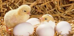 civciv kaç günde yumurtadan çıkar