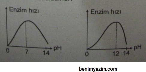 enzim ph derecesi