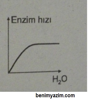 enzim su miktarı