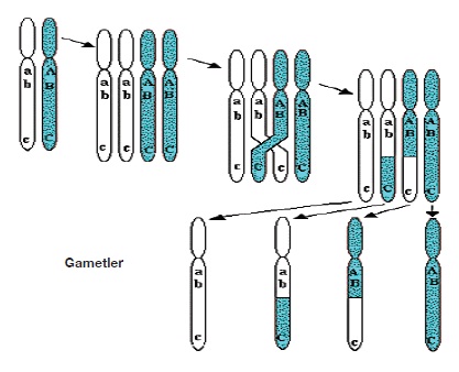 gametler nasıl oluşur