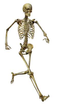 insan iskeleti