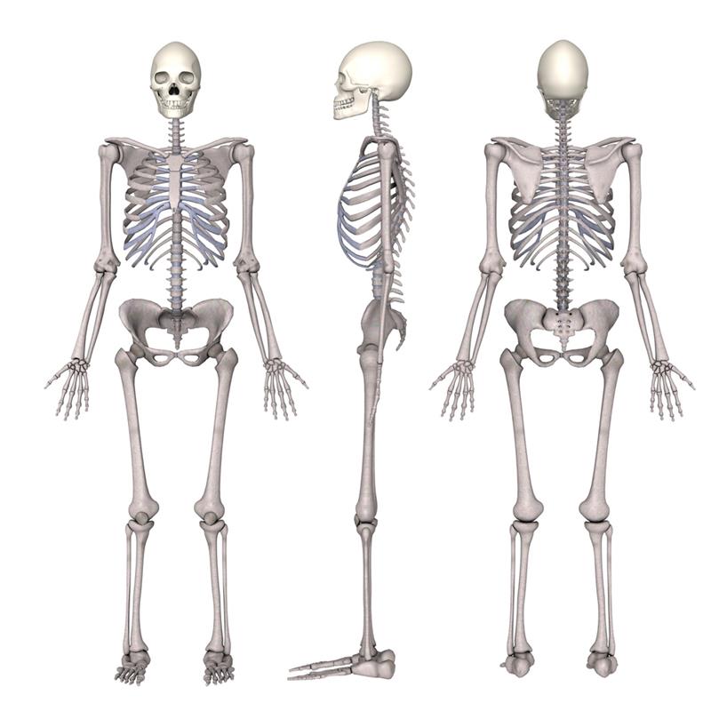 insan vücudunda kaç çeşit kemik vardır