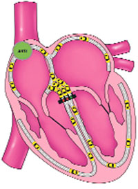 kalp kasının görevleri ve özellikleri