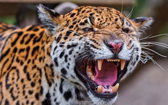 leoparın dişleri