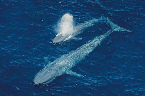 mavi balina