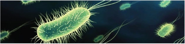mikroskobik canlılar