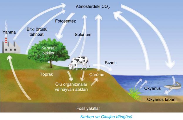 Oksijen ve karbon döngüsünde meydana gelen olumsuzlukların canlılar üzerindeki etkileri nelerdir