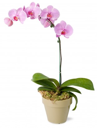 orkide nerede yetişir