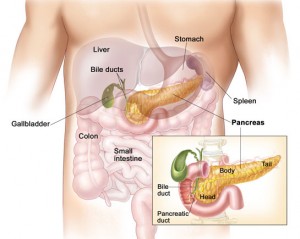 pankreasın sindirim sistemindeki görevi nedir